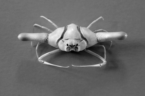 ixa cylindrus 5-2024 0512