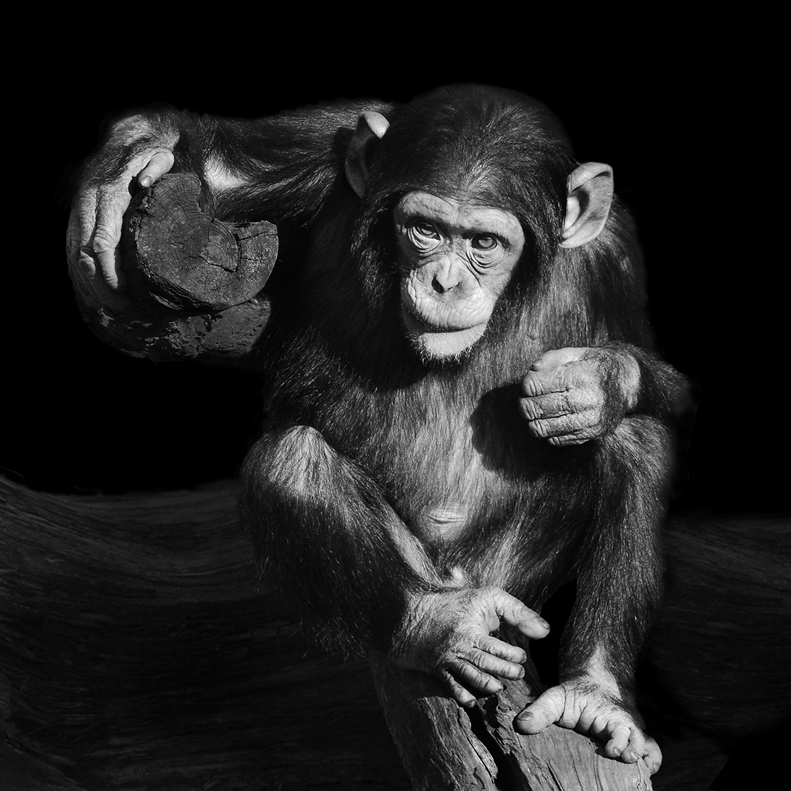 jonge chimpansee anna (pan troglodytes) 2-2023 6507