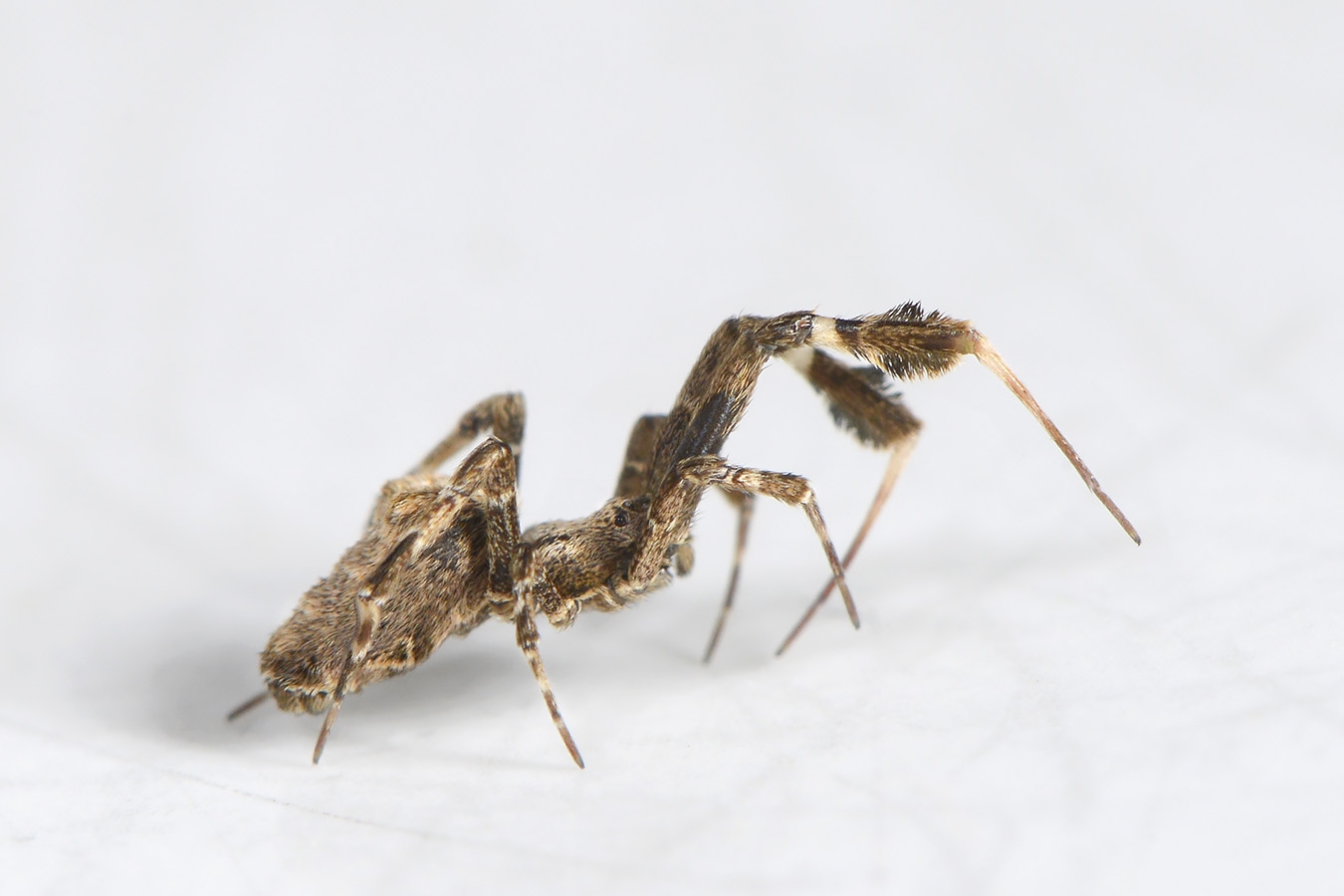 kaskaardespin (uloborus plumipes) 2-2024 0179