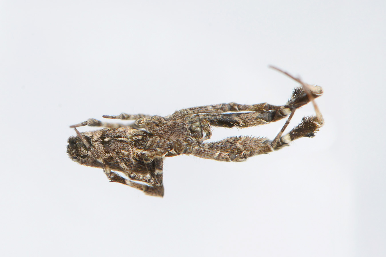 kaskaardespin (uloborus plumipes) 2-2024 0190