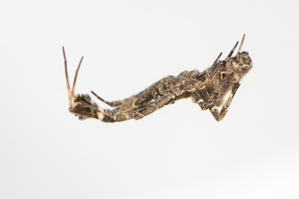 kaskaardespin (uloborus plumipes) 2-2024 0191