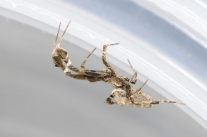 kaskaardespin (uloborus plumipes) 2-2024 0200