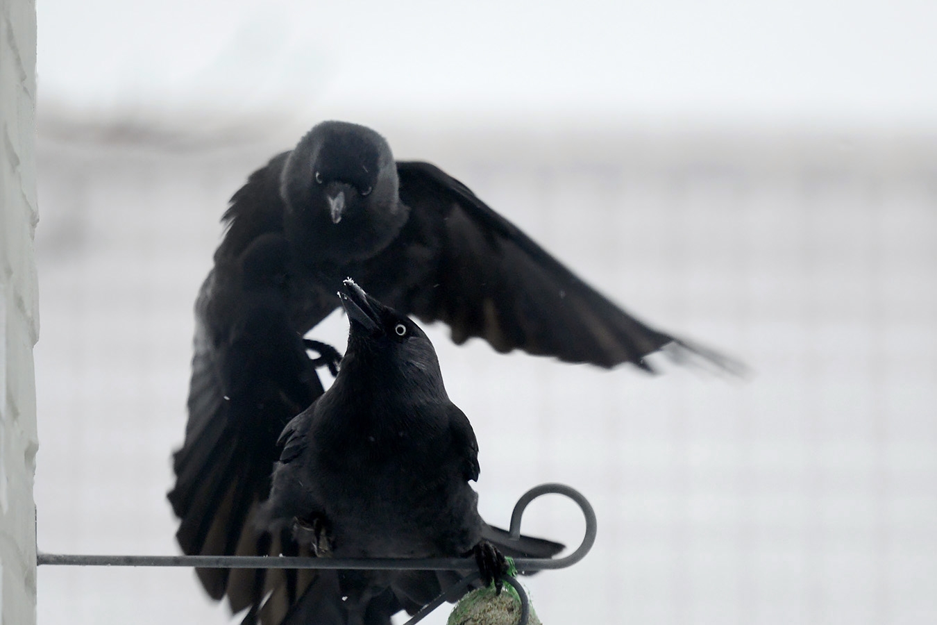 kauw (Coloeus monedula) 1-2025 2876