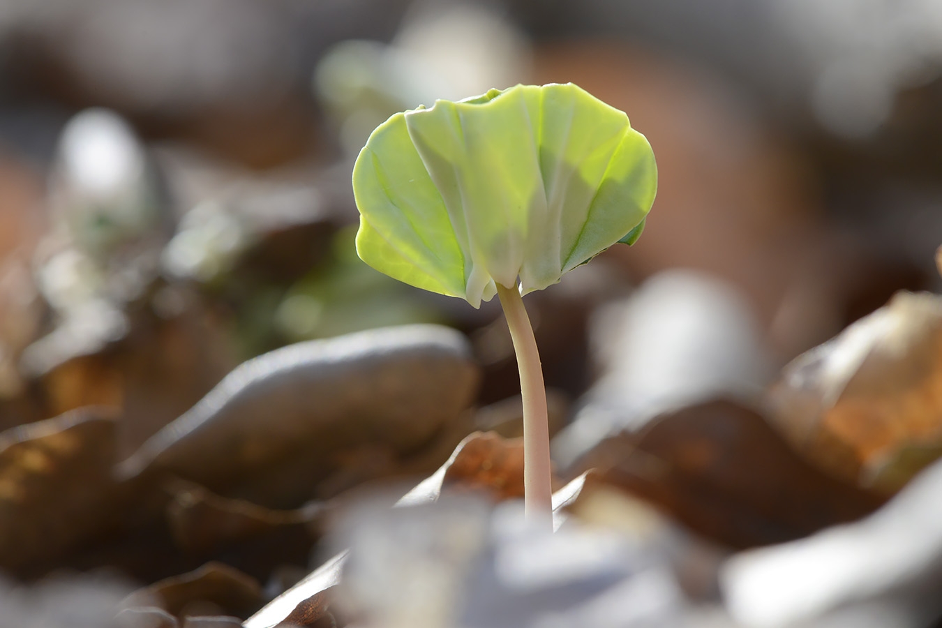 kiemplant beuk speulderbos 4-2023 7167