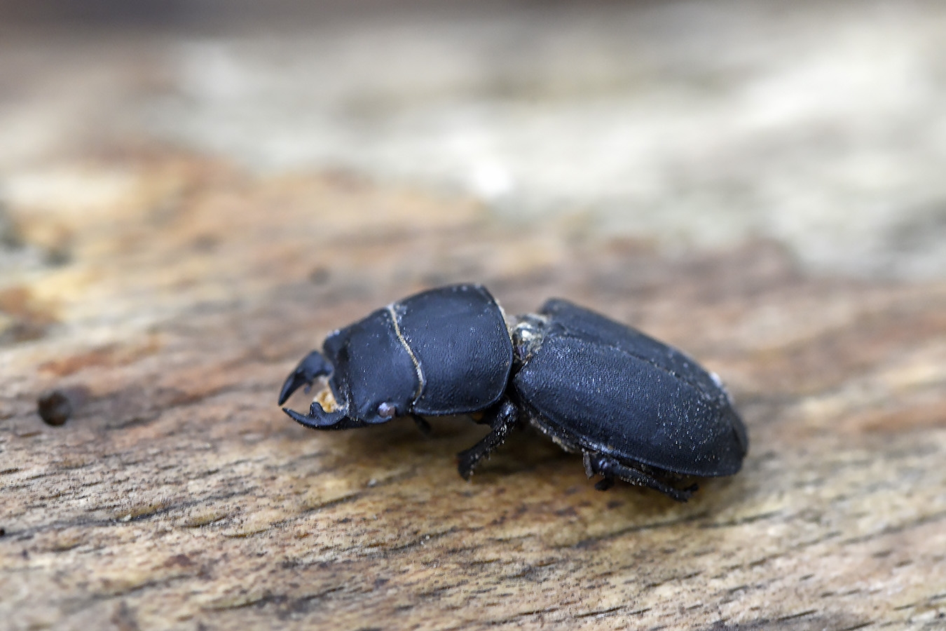 klein vliegend hert (dorcus parallelipipedus) 10-2025 2162