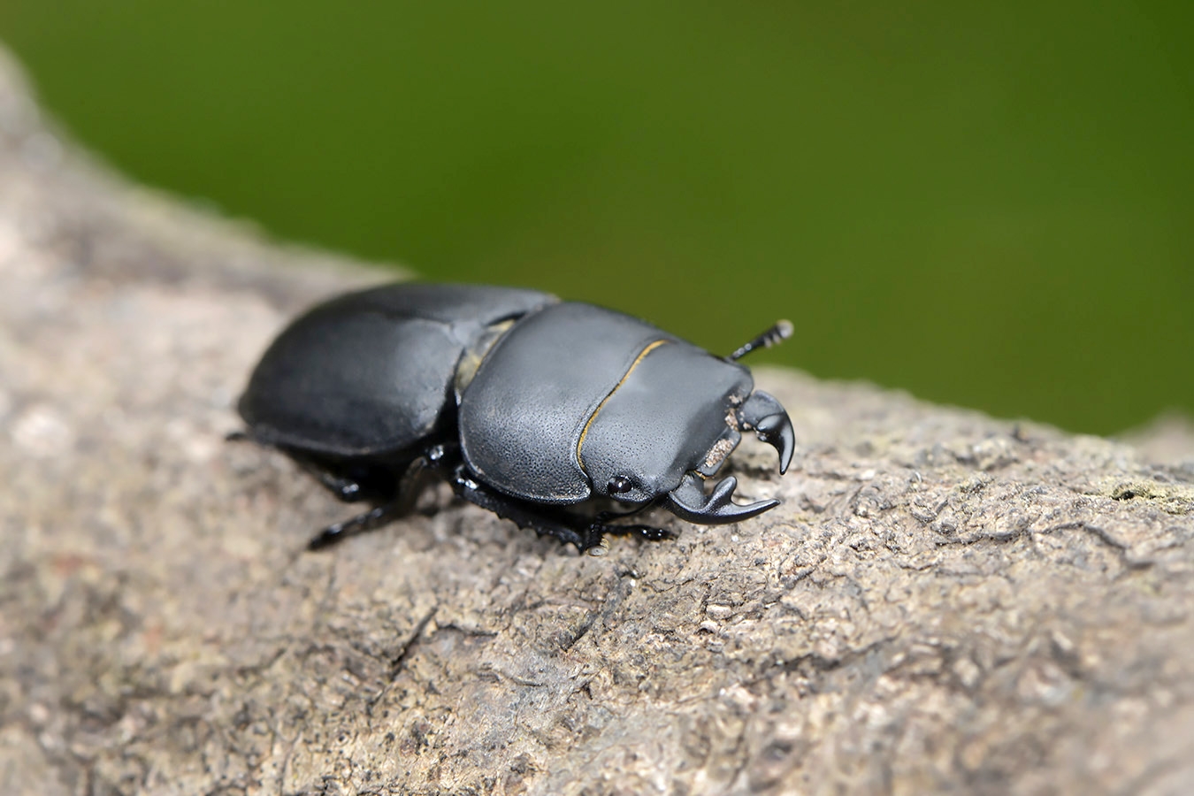 klein vliegend hert (dorcus parallelipipedus) 10-2025 2188