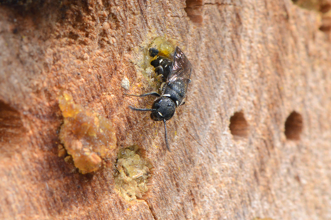 kleine knotswesp (Sapygina decemguttata) 6-2021 7901