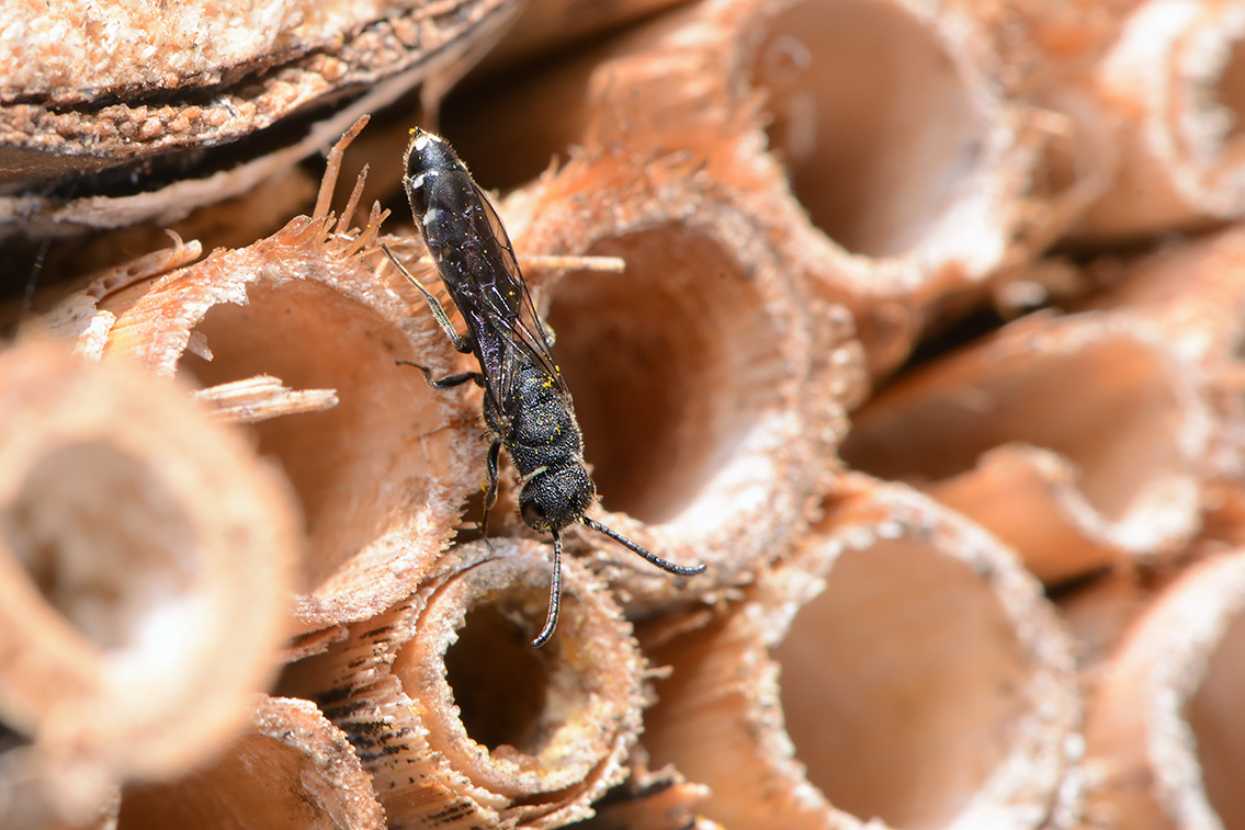 kleine knotswesp (Sapygina decemguttata) 6-2021 7910