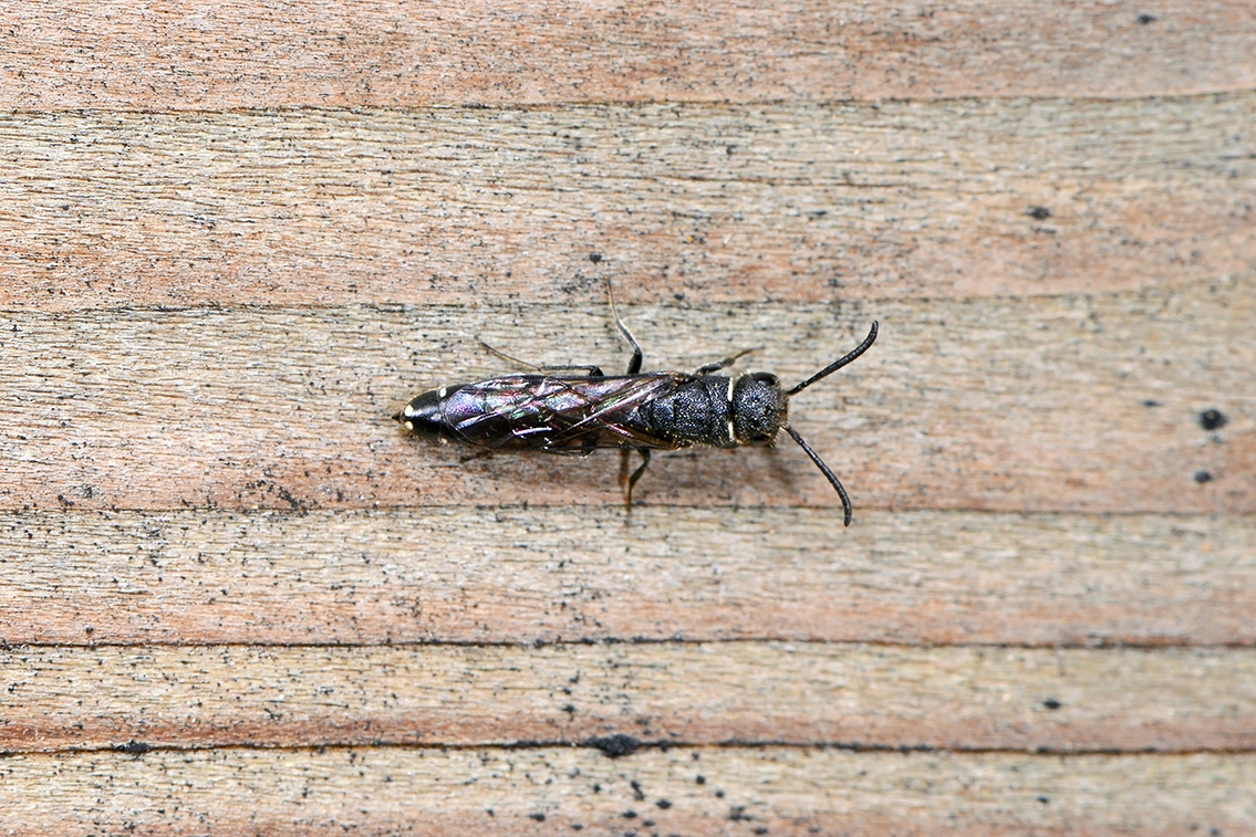 kleine knotswesp (Sapygina decemguttata) 6-2021 7916