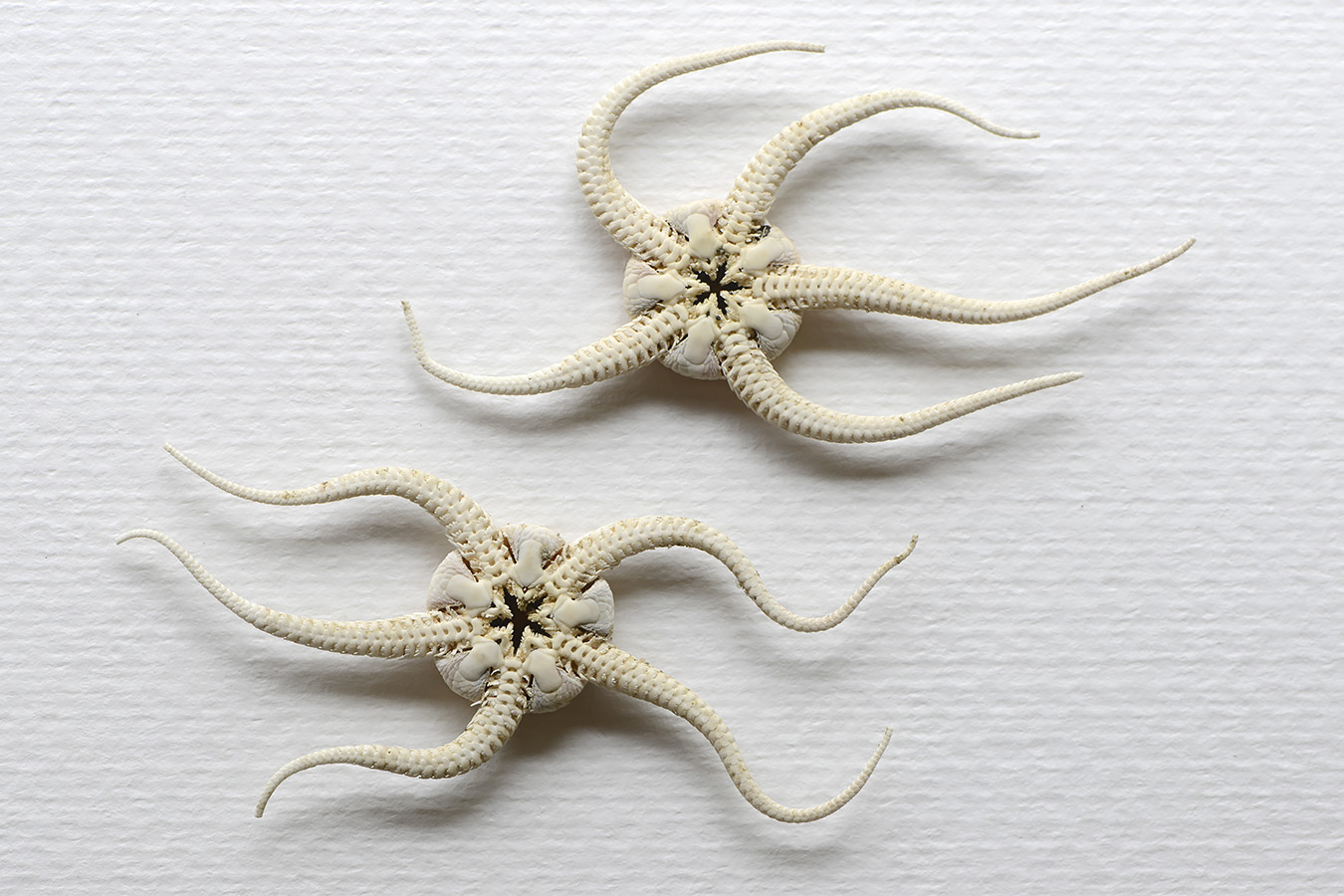 kleine slangster (ophiura albida) 4-2023 7382