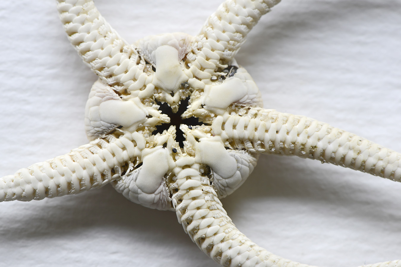 kleine slangster (ophiura albida) 4-2023 7387