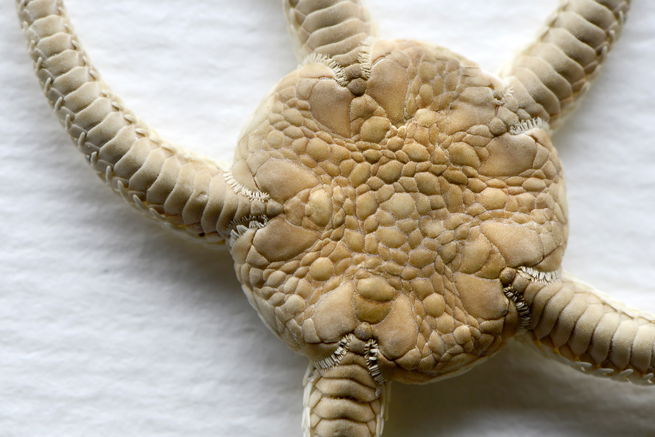 kleine slangster (ophiura albida) 4-2023 7389