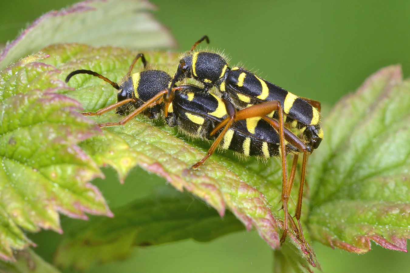 kleine wespenboktor (clytus arietis) 5-2023 8137