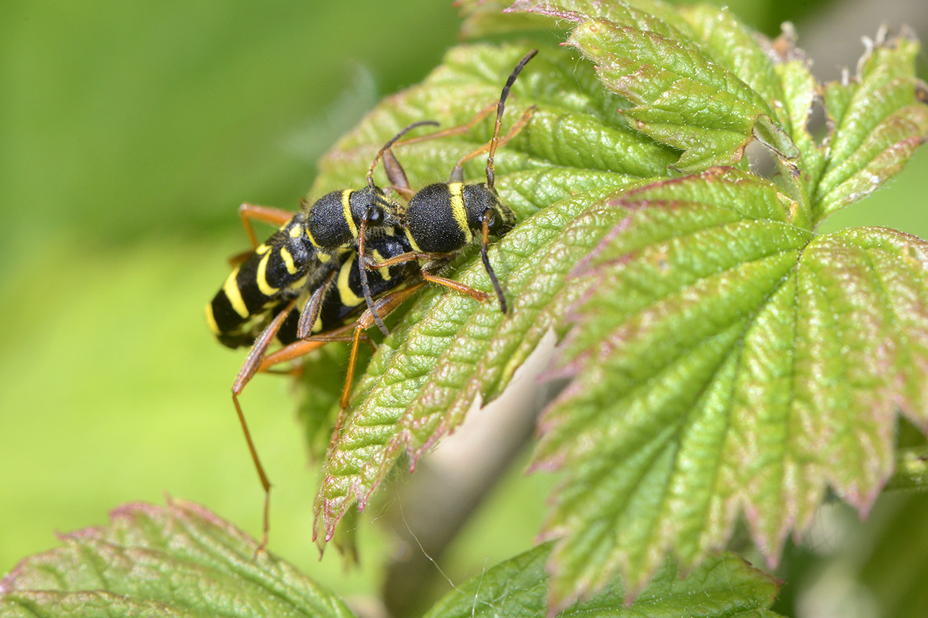 kleine wespenboktor (clytus arietis) 5-2023 8141