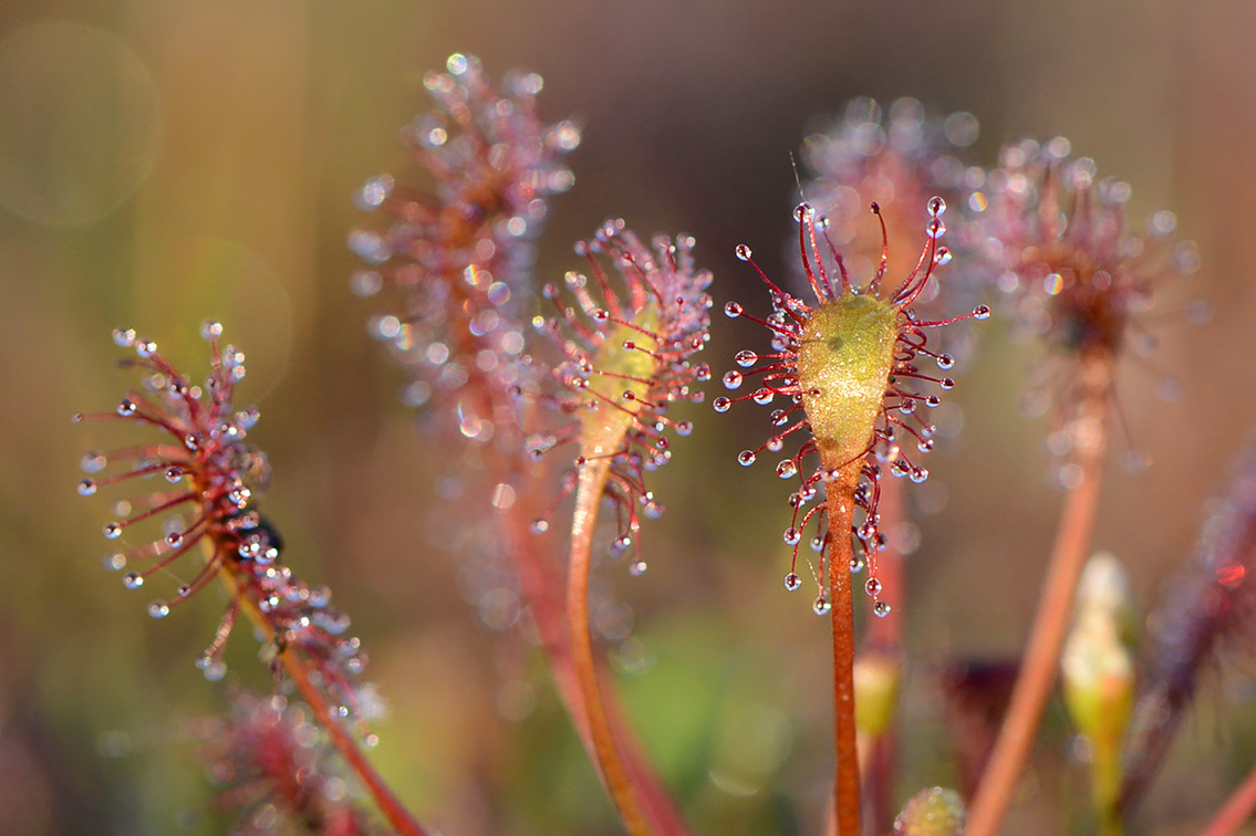 kleine zonnedauw (Drosera intermedia) 7-2020 2070