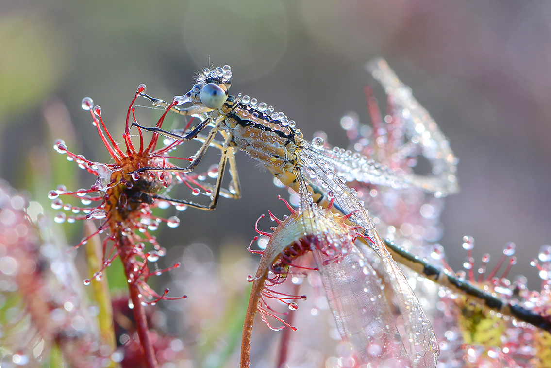kleine zonnedauw (Drosera intermedia) 7-2020 2119