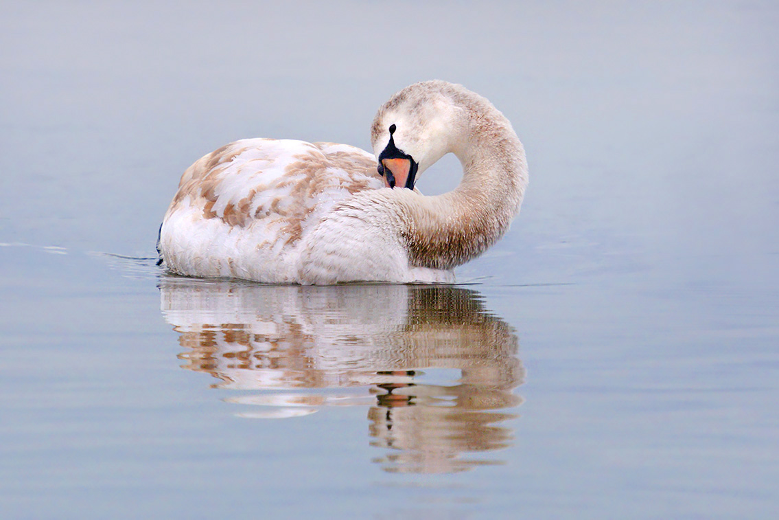 knobbelzwaan (Cygnus olor) 1-2017 4477