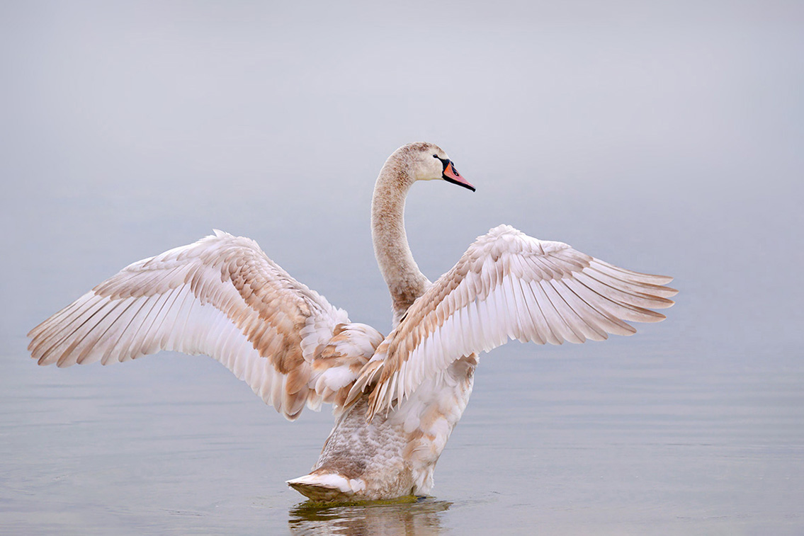 knobbelzwaan (Cygnus olor) 1-2017 4561
