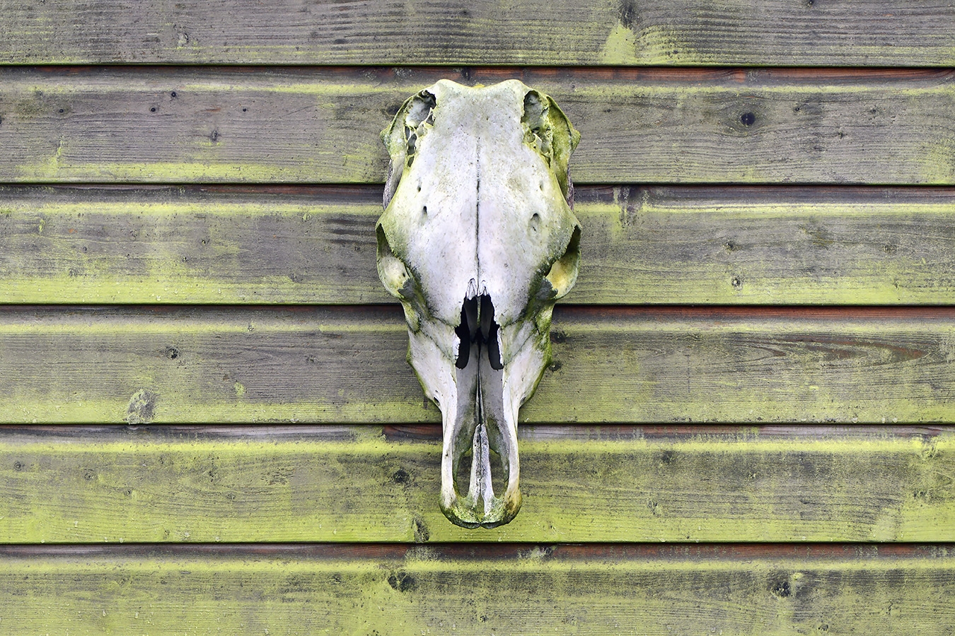 koeienschedel 1-2023 6015