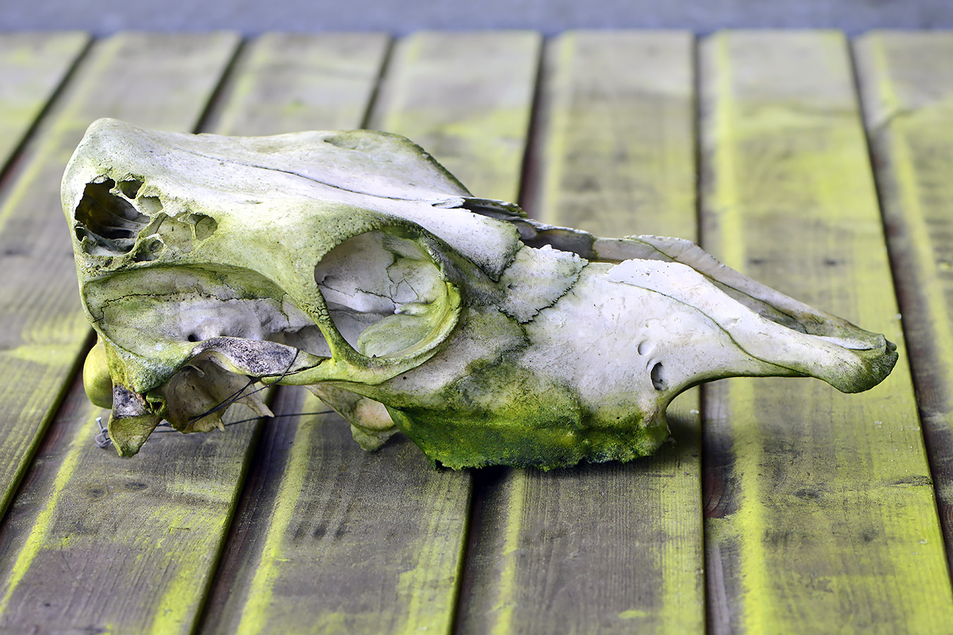 koeienschedel 1-2023 6018