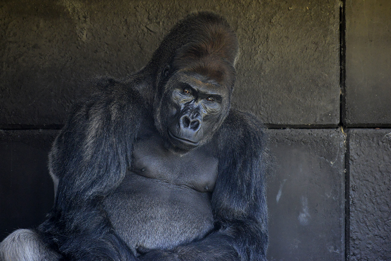 komale (gorilla gorilla) 4-2022 2129