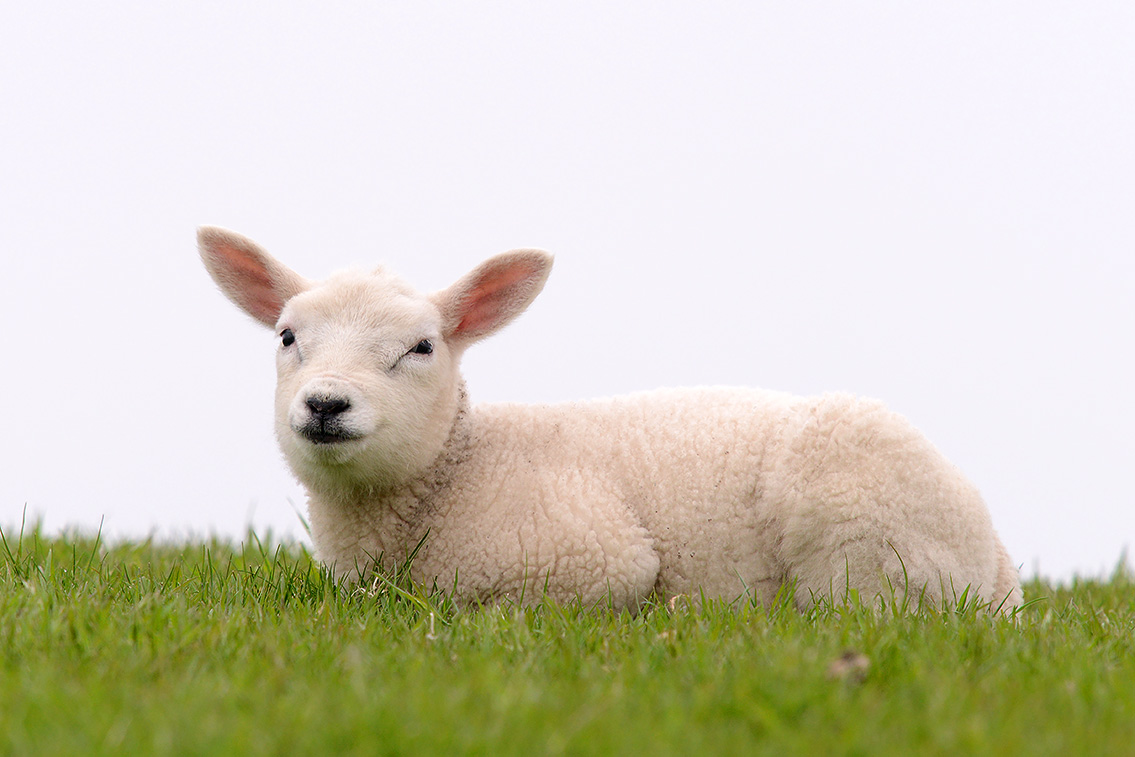 lam (Ovis orientalis aries) 5-2019 8986