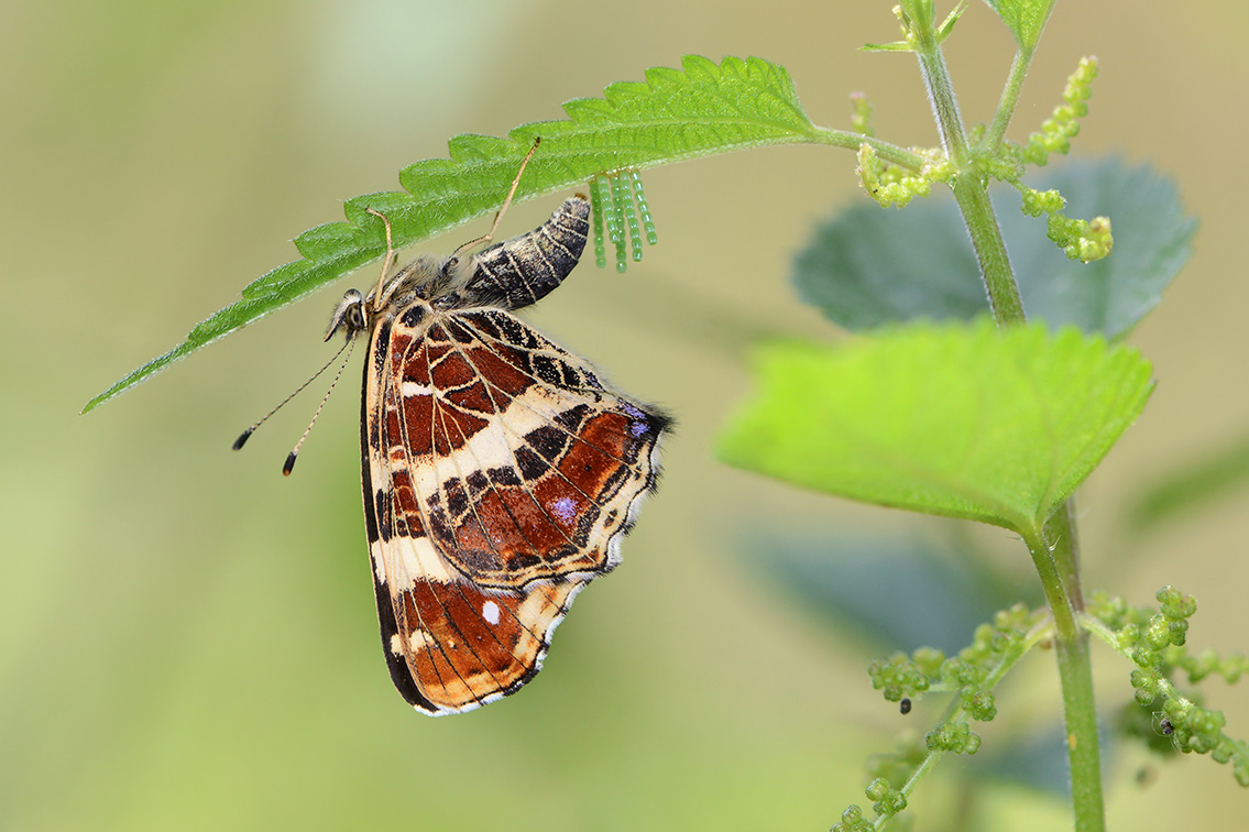 landkaartje (araschnia levana) 7-2021 8338