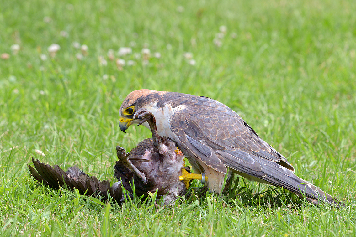 lanner valk (Falco biarmicus) 6-2016 0910