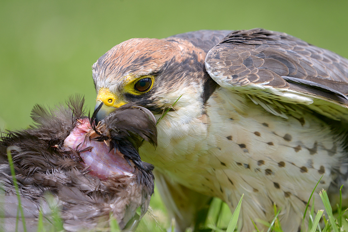 lanner valk (Falco biarmicus) 6-2016 0940