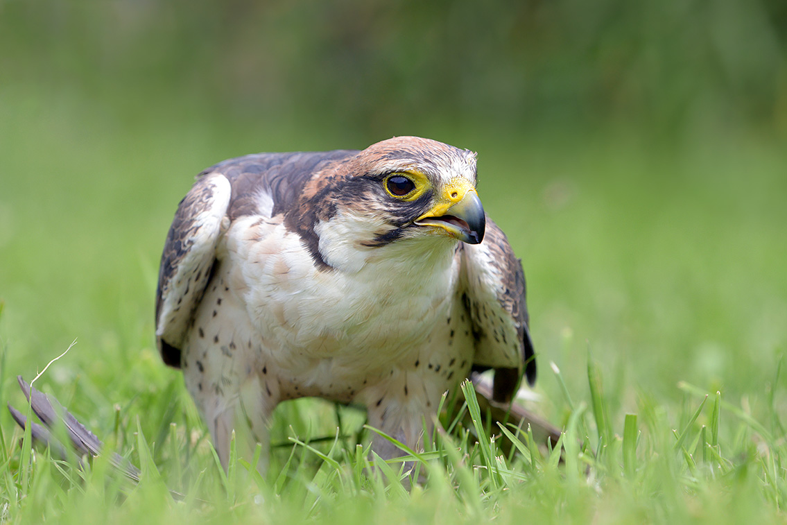 lanner valk (Falco biarmicus) 6-2016 0942