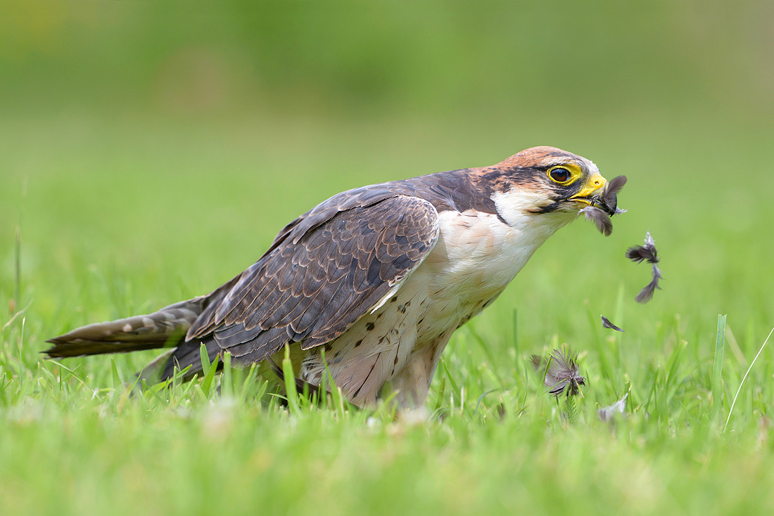 lanner valk (Falco biarmicus) 6-2016 0950
