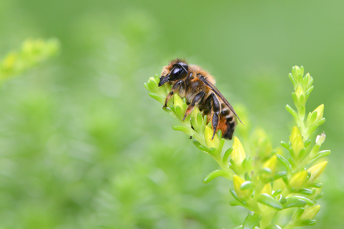 lapse behangersbij (megachile lapponica) 6-2021 7819-