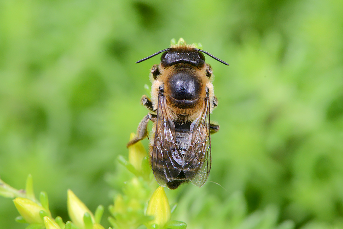 lapse behangersbij (megachile lapponica) 6-2021 7826