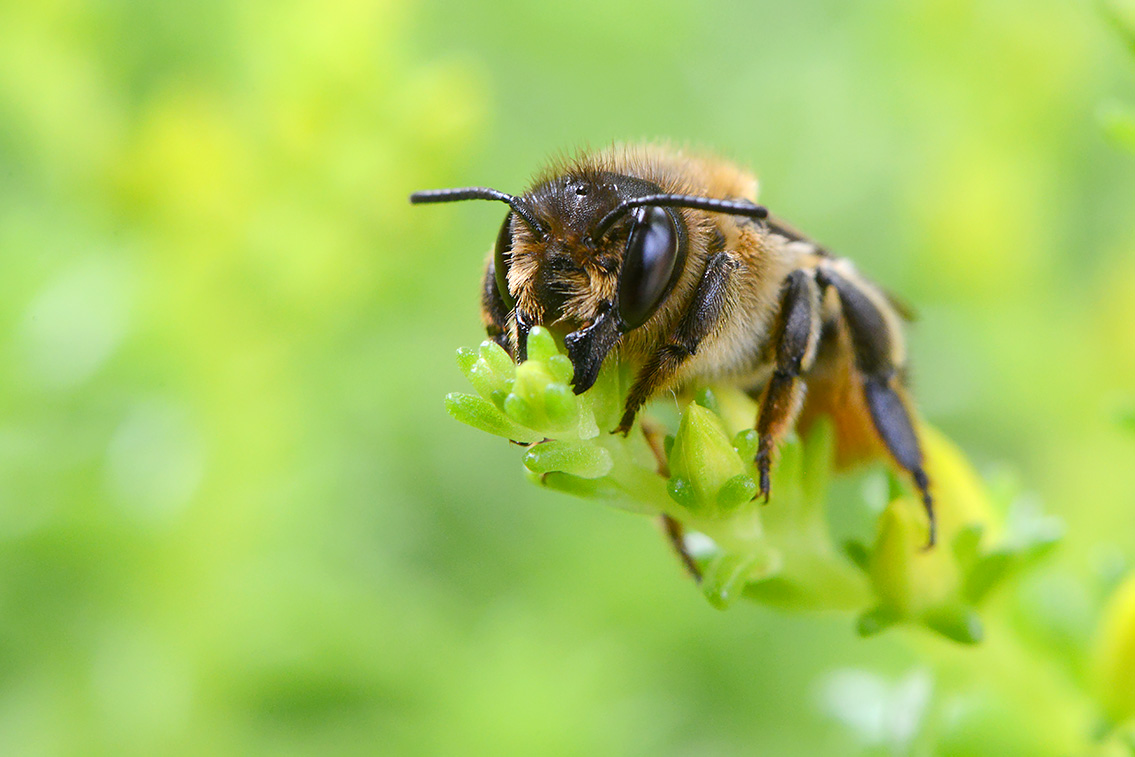 lapse behangersbij (megachile lapponica) 6-2021 7833