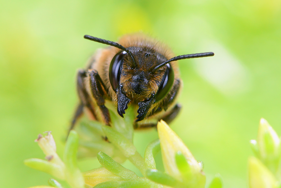 lapse behangersbij (megachile lapponica) 6-2021 7842