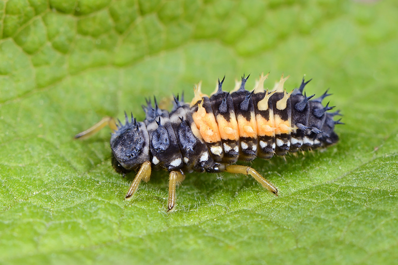 larve aziatisch lieveheersbeestje (harmonia axyridis) 5-2022 2923