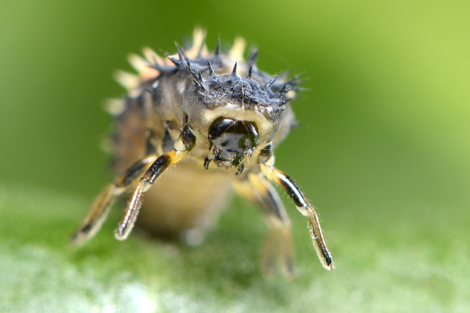 larve aziatisch lieveheersbeestje (harmonia axyridis) 6-2022 3313
