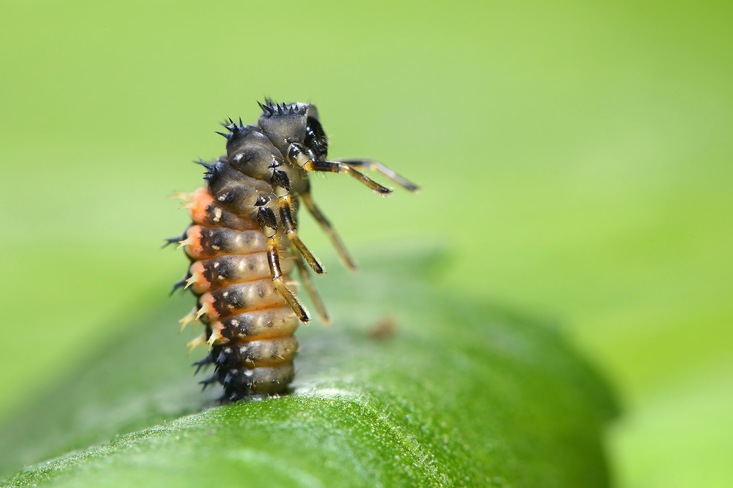 larve aziatisch lieveheersbeestje (harmonia axyridis) 6-2022 3325