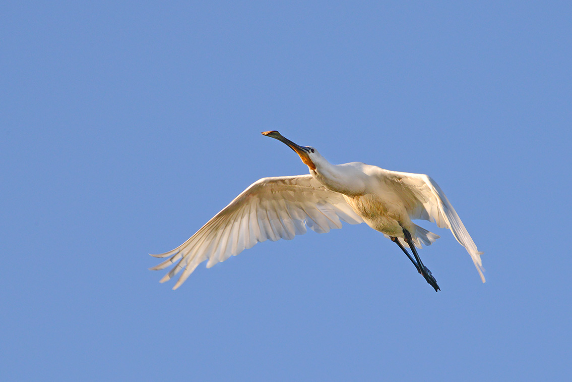 lepelaar (Platalea leucordia) 8-2020 2692