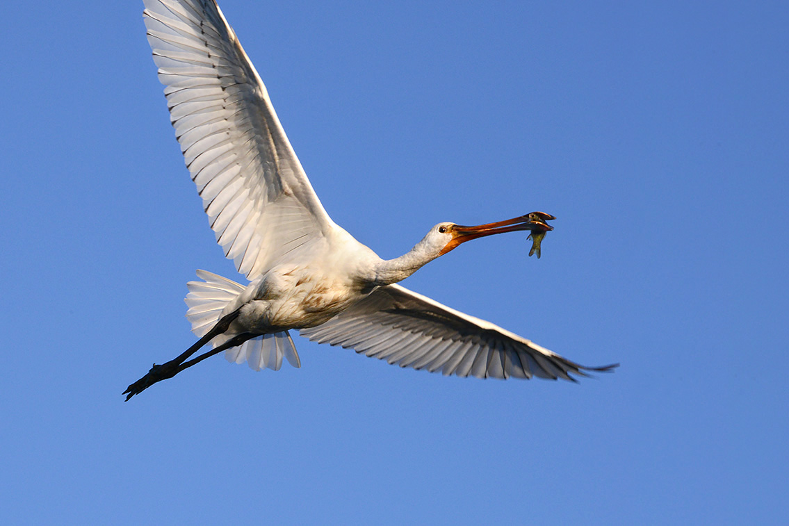 lepelaar (Platalea leucordia) 8-2020 2712