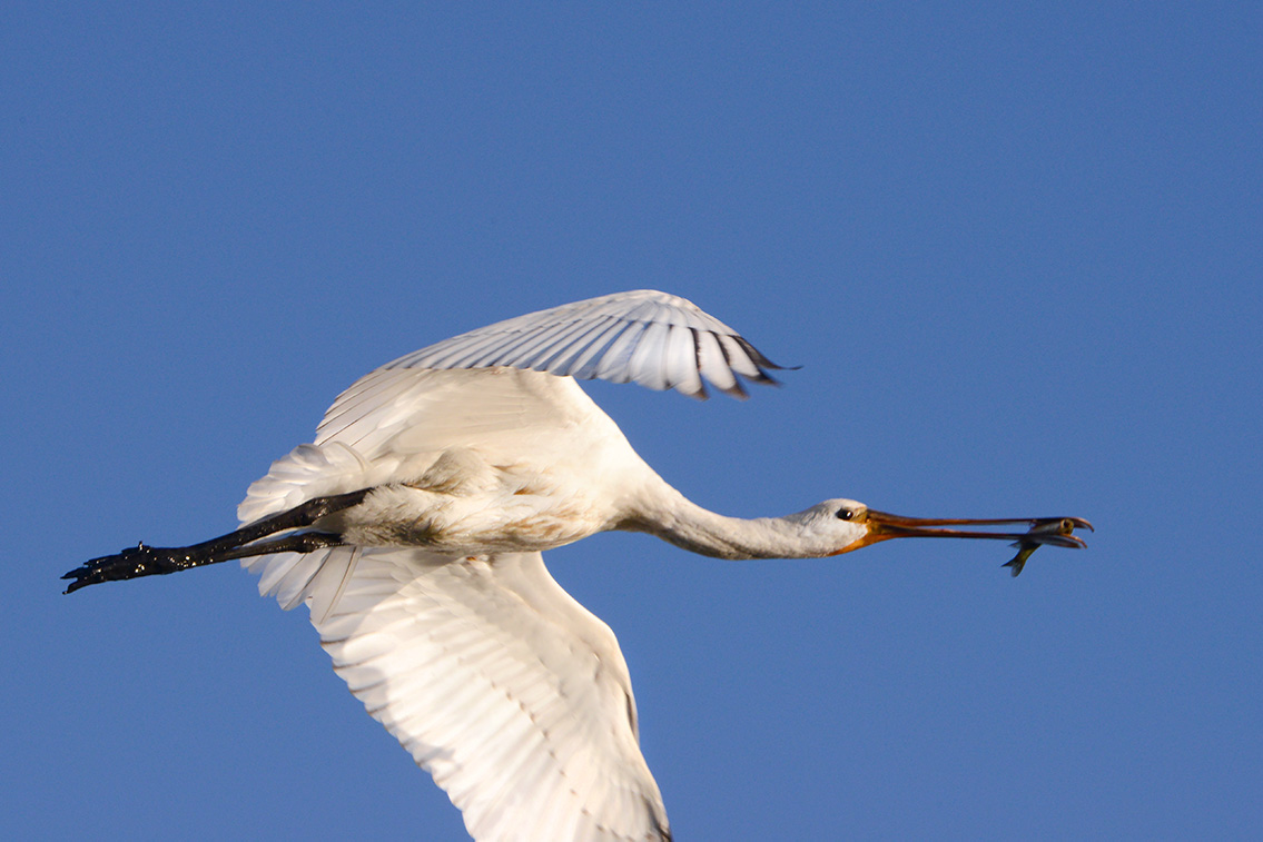 lepelaar (Platalea leucordia) 8-2020 2713