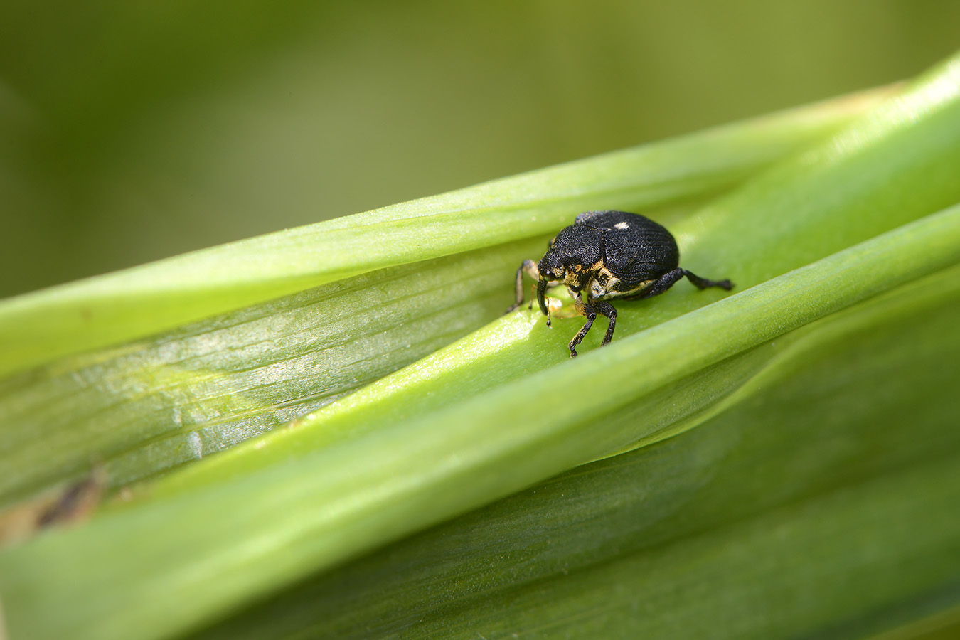 lissnuitkever  (mononychus punctum-album) 5-2023 8250