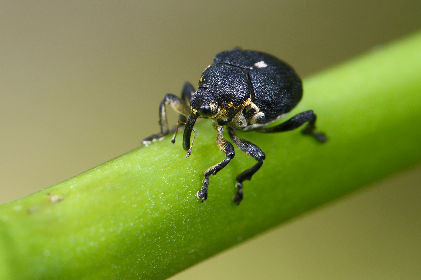 lissnuitkever  (mononychus punctum-album) 5-2023 8256