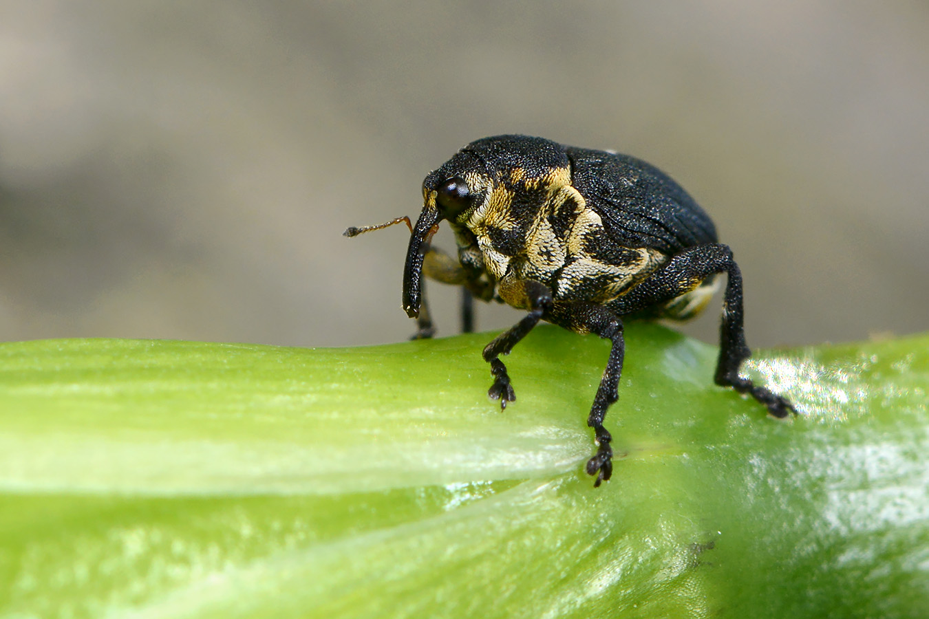 lissnuitkever  (mononychus punctum-album) 5-2023 8257