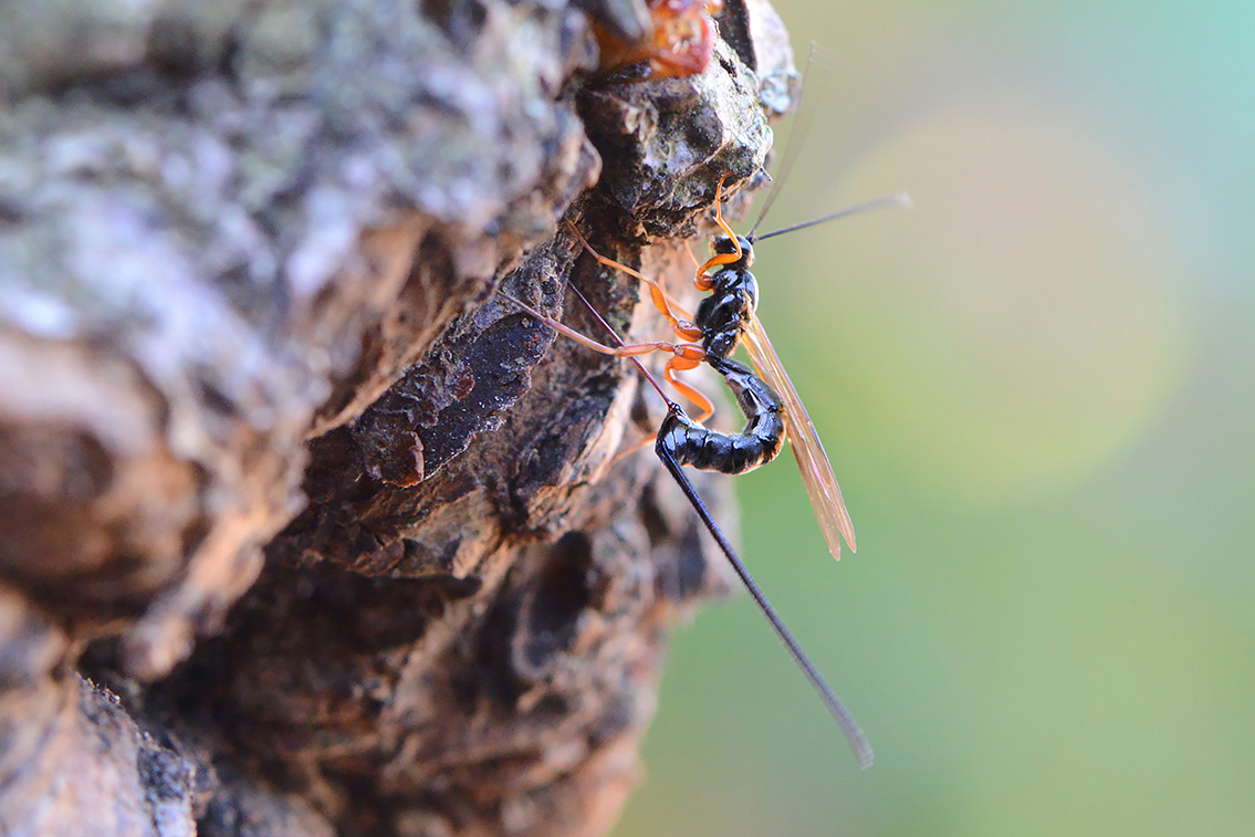 lissonota fundator 6-2021 7588