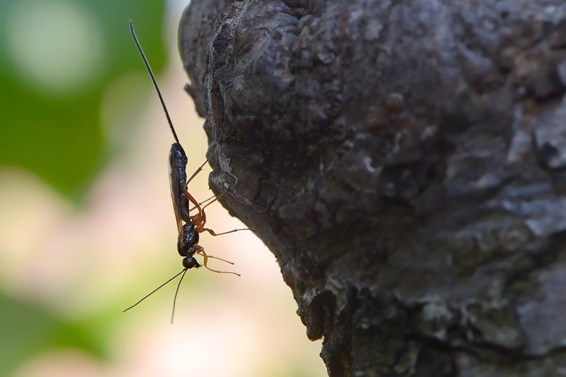 lissonota fundator 6-2021 7609