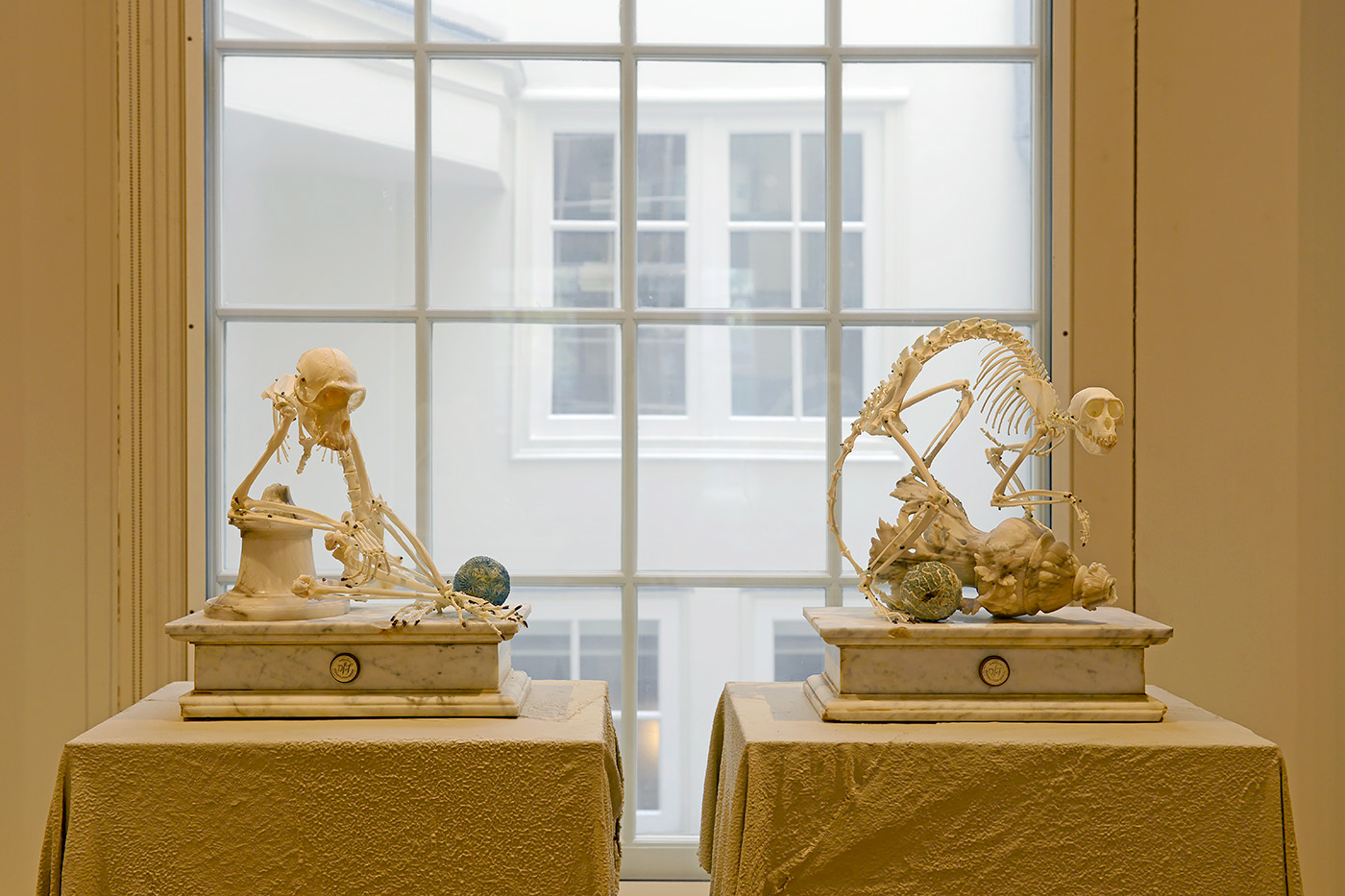 macaque and monkey darwin sinke v tongeren 6-2022 3772