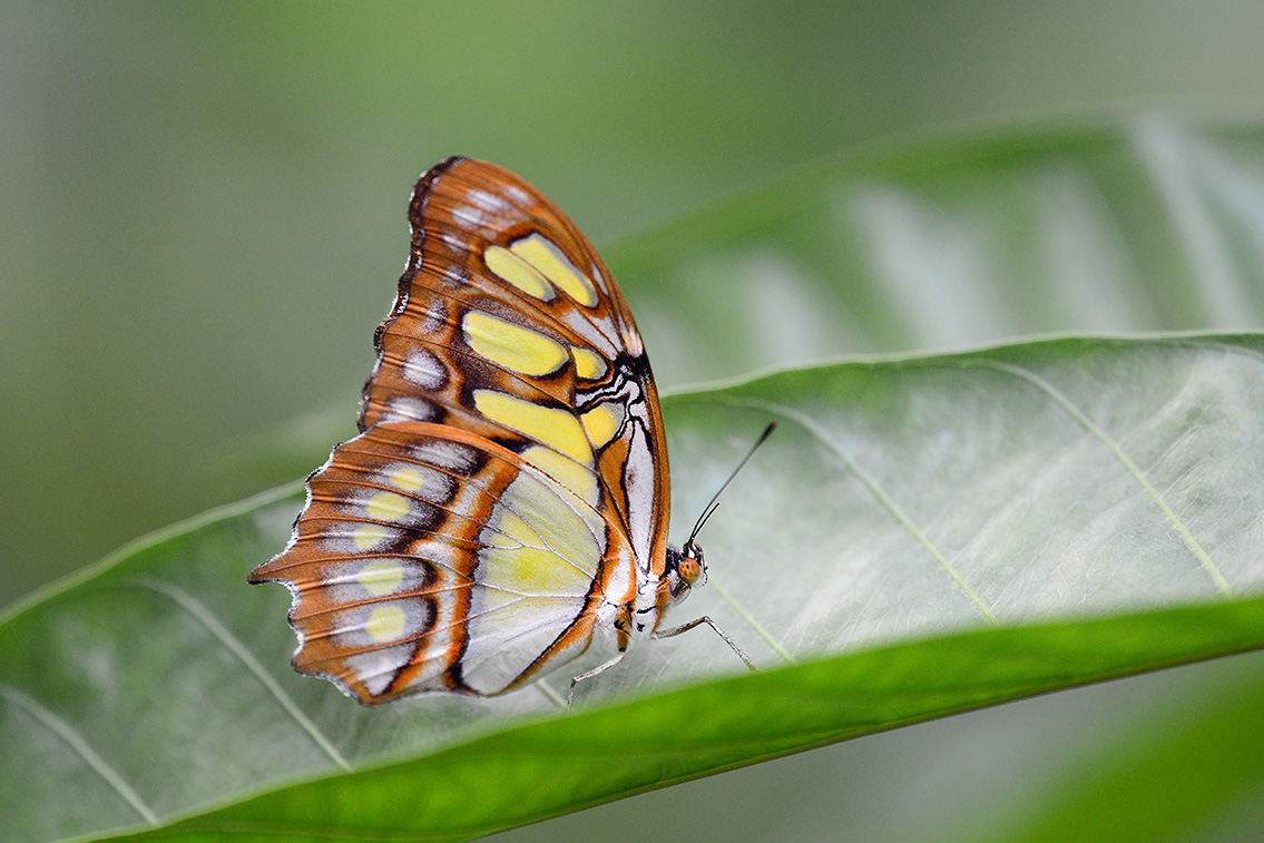 malachietvlinder (siproeta stelenes) 8-2021 8870