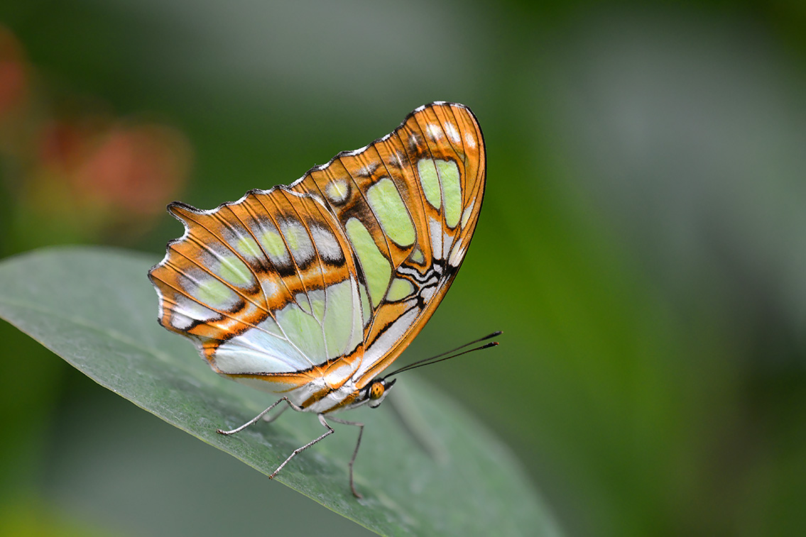 malachietvlinder (siproeta stelenes) 8-2021 9228