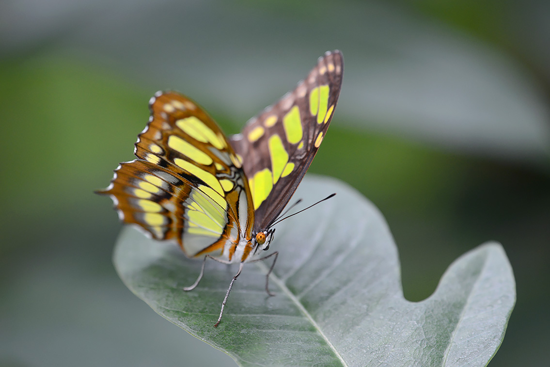malachietvlinder (siproeta stelenes) 8-2021 9231